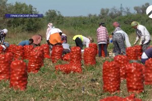 В Астраханской области собрано и реализовано более 740 тысяч тонн овощной продукции