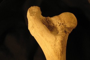Учёные впервые вырастили кости
