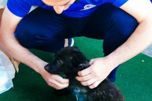 Астраханские футболисты спасли щенка