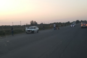 ДТП с коровой на трассе «Камызяк - Астрахань»