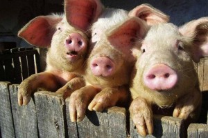 В Астраханской области свиньи живут в  «свинских» условиях