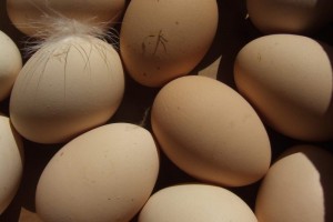 В одном из астраханских детских садов хранились куриные яйца без ветеринарных документов