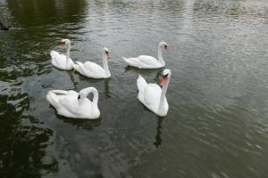 Лебедей с астраханского Лебединого озера увезли во имя любви