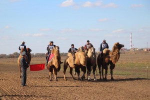 В Астраханской области «Жолдастык-той»  отметят верблюжьими бегами и большим концертом