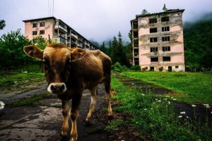В Астраханской области пограничники обнаружили бесхозное стадо рогатого скота