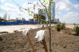 В Астрахани на Аллее семьи высадили 75 молодых деревьев