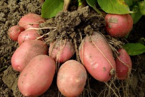 В России планирует вывести новый сорт картофеля