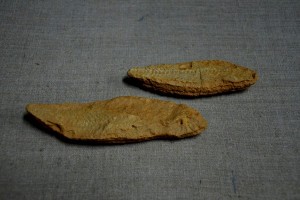 В астраханский музей передали коллекцию окаменевших отпечатков рыб эпохи миоцена