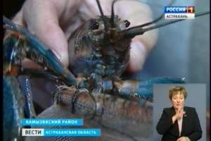 Астраханские ученые могут обеспечить всю Россию австралийскими раками и королевскими креветками