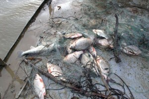 В Калмыкии поймали браконьера из Астрахани с рыбой частиковых видов