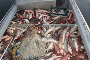 В Астраханской области задержаны 4 браконьера с 500-килограммовым уловом