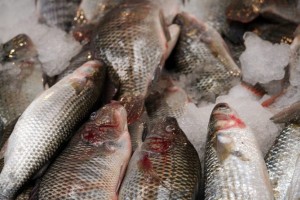 В Астраханскую область не впустили машину с тремя тоннами немаркированной рыбы