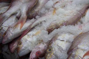 Из Казахстана в Астрахань пытались ввезти партию опасной для здоровья рыбы