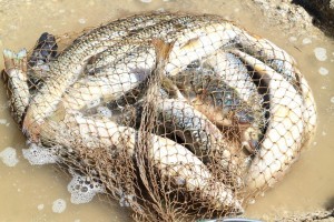 Пограничники обнаружили на астраханском предприятии около трёх тонн неучтённой рыбы