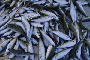 Свежая рыба из Казахстана не попала в Астраханскую область