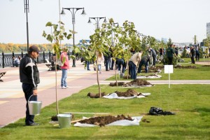 В Астрахани на Петровской набережной высадили более 100 деревьев и 50 кустарников