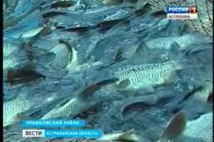 Рыбная отрасль Астраханской области наращивает объемы производства