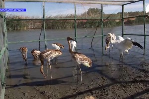 В Астраханской области в дикую природу выпустили шесть белых журавлей