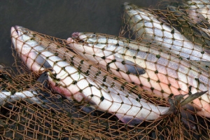 В особо охраняемой зоне Астраханской области браконьеры выловили более тонны рыбы