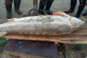Под Астраханью поймали 75-килограммовую краснокнижную рыбу