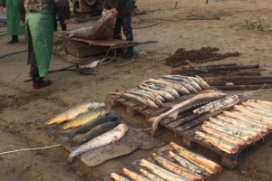 В Астраханской области задержаны четверо браконьеров с 200 кг осетра и частика
