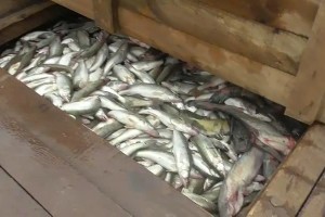 В Астраханской области обнаружили 55 тонн неучтённой выловленной рыбы