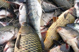 В Астраханской области рыбодобытчики без разрешения поймали 120 кг рыбы