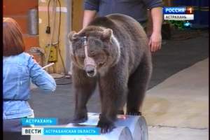 Пушистые акробаты и поразительно ловкие медведи выступают в новой программе под куполом цирка