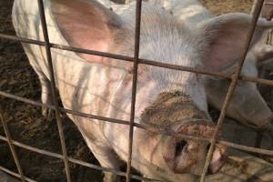 В новый список санкционных товаров попали свиньи