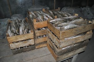 У астраханского бизнесмена обнаружили 14 тонн рыбы неизвестного происхождения