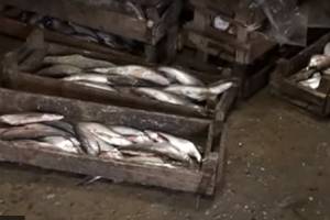 Опасную для людей астраханскую рыбу готовили к продаже