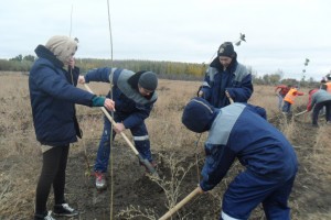 Астраханские железнодорожники высадили более двух тысяч деревьев