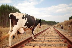 В Астраханской области выявлены случаи выпаса скота с нарушениями