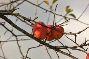 Странную гниль находят астраханцы на яблоках 