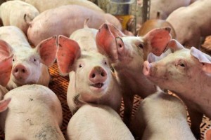 В России вступил в силу запрет на ввоз свиней из США и ЕС