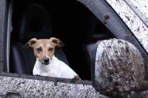 Необычный путешественник с собакой собирается в Астрахань
