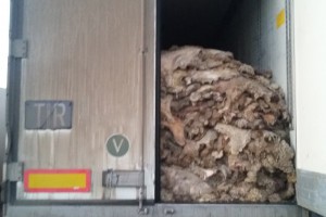 В Астрахань попытались ввезти 18 тонн овечьих шкур сомнительного состояния