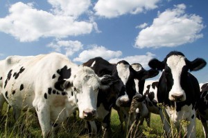 В Астраханской области пастух украл 313 коров