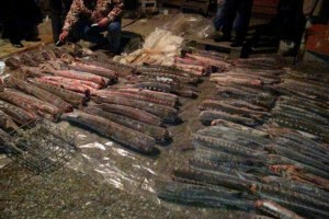 В Астраханской области уничтожили 4 тонны рыбы, занесённой в Красную книгу