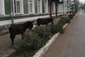 В центре Астрахани разгуливают ослы