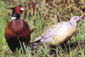 В Астраханской области завершился сезон охоты на фазанов