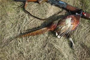В Астраханской области прекращена выдача охотникам разрешений на добычу фазана