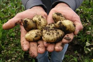 Астраханская картошка оказалась в опасности