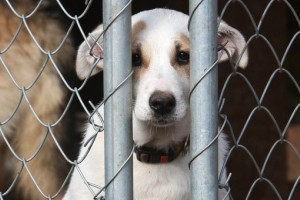 Госдума приступила к рассмотрению закона об ответственности за жестокое обращение с животными