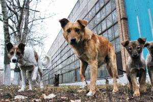 Под Астраханью незаконно «заработали» на бездомных животных