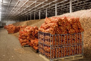 В Астраханской области на хранении находится более 138 тысяч тонн овощей