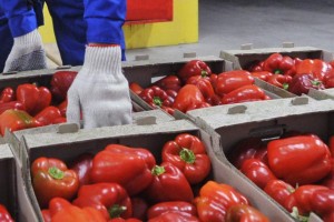 В Астрахань из Казахстана пытались незаконно ввезти около двух тонн овощей и фруктов