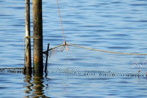 В Астраханской области пенсионер перекрыл сетью русло водоёма