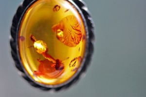 Астраханцам показали «Доисторических насекомых в янтаре»