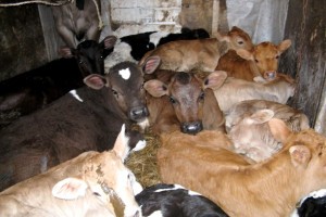В Астраханскую область пытались ввезти 60 голов крупного рогатого скота без документов